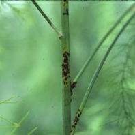 Rust disease on asparagus stem.