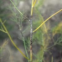 Asparagas stem with disease from winter on it.