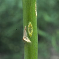Early stages of disease on asparagus stem.