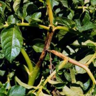 Late blight lesion on potato stem.