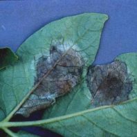 Disease on potato leaves.