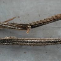 Disease dried on stems.