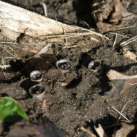 Bird nest fungus on plant.