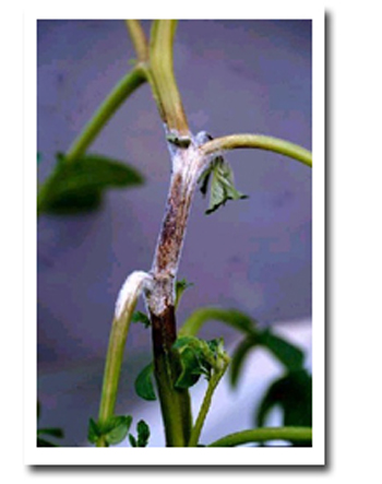 Plant stem with plant disease on it.