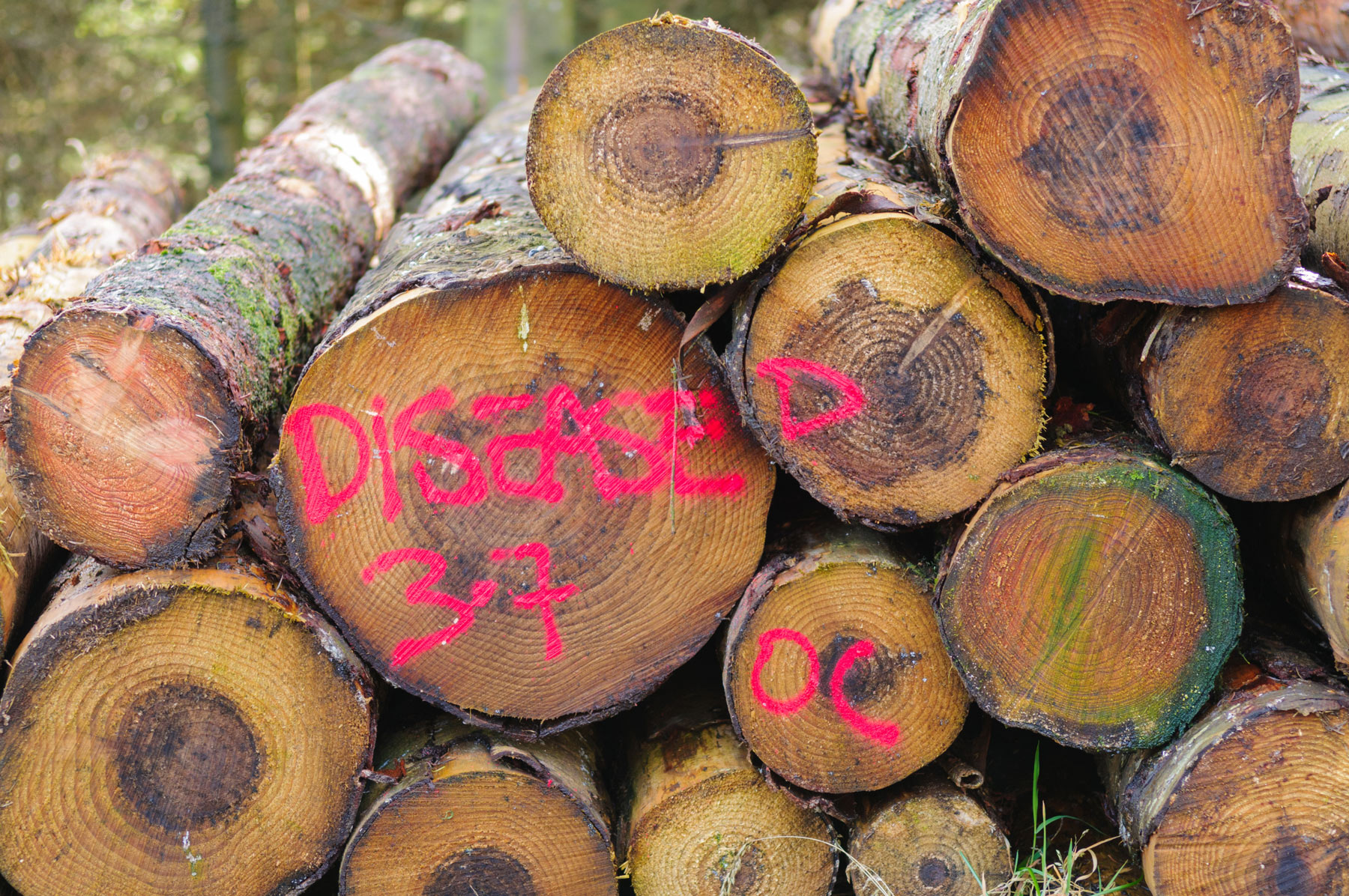 Sudden Oak Death diseased trees