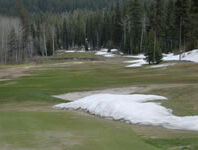 Grass with snow and trees.