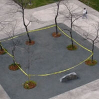 Freshly planted trees.