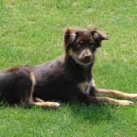 A dog laying in grass.