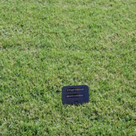 Grass with a marker.