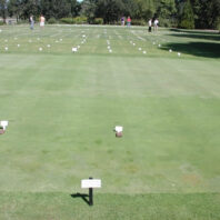 Larger turfgrass plots with smaller ones in back.