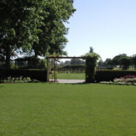 Grass with shrubs in the background.