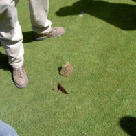 A divot in turfgrass.