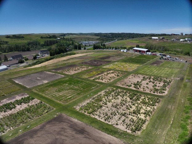 Grass Breeding plots.
