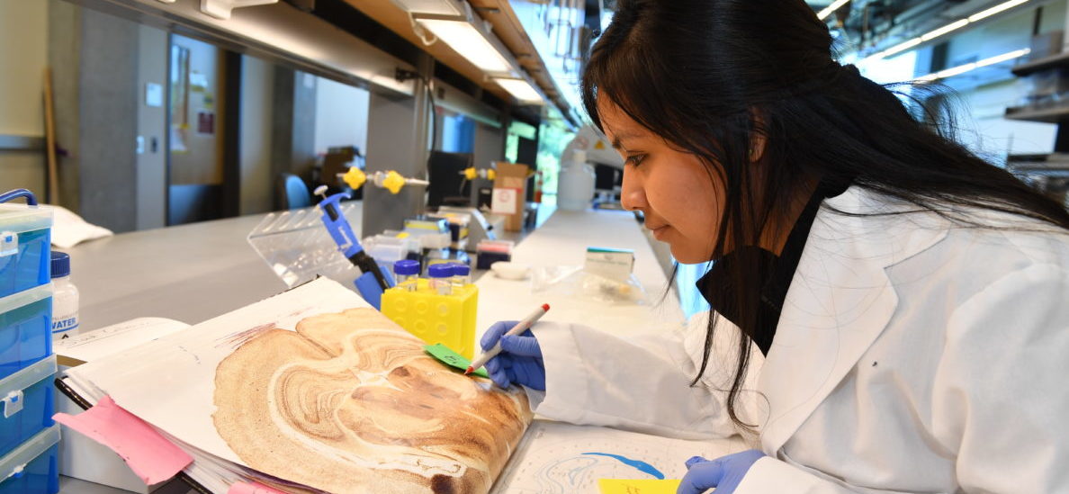 LSAMP student Cecilia Diaz Alonzo analyzes a brain section while working in the neuroscience laboratory of Jon Davis.