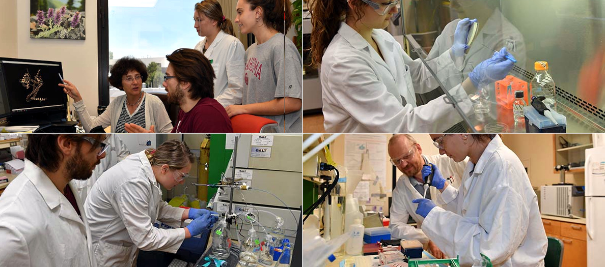 Washington State University - Đại học nghiên cứu R1 (Top 5% Nước Mỹ)