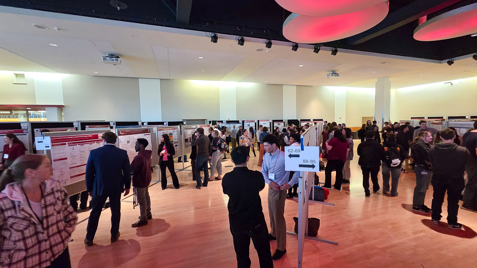 Undergraduate researchers present their work in the CUB Senior Ballroom during the annual SURCA event.