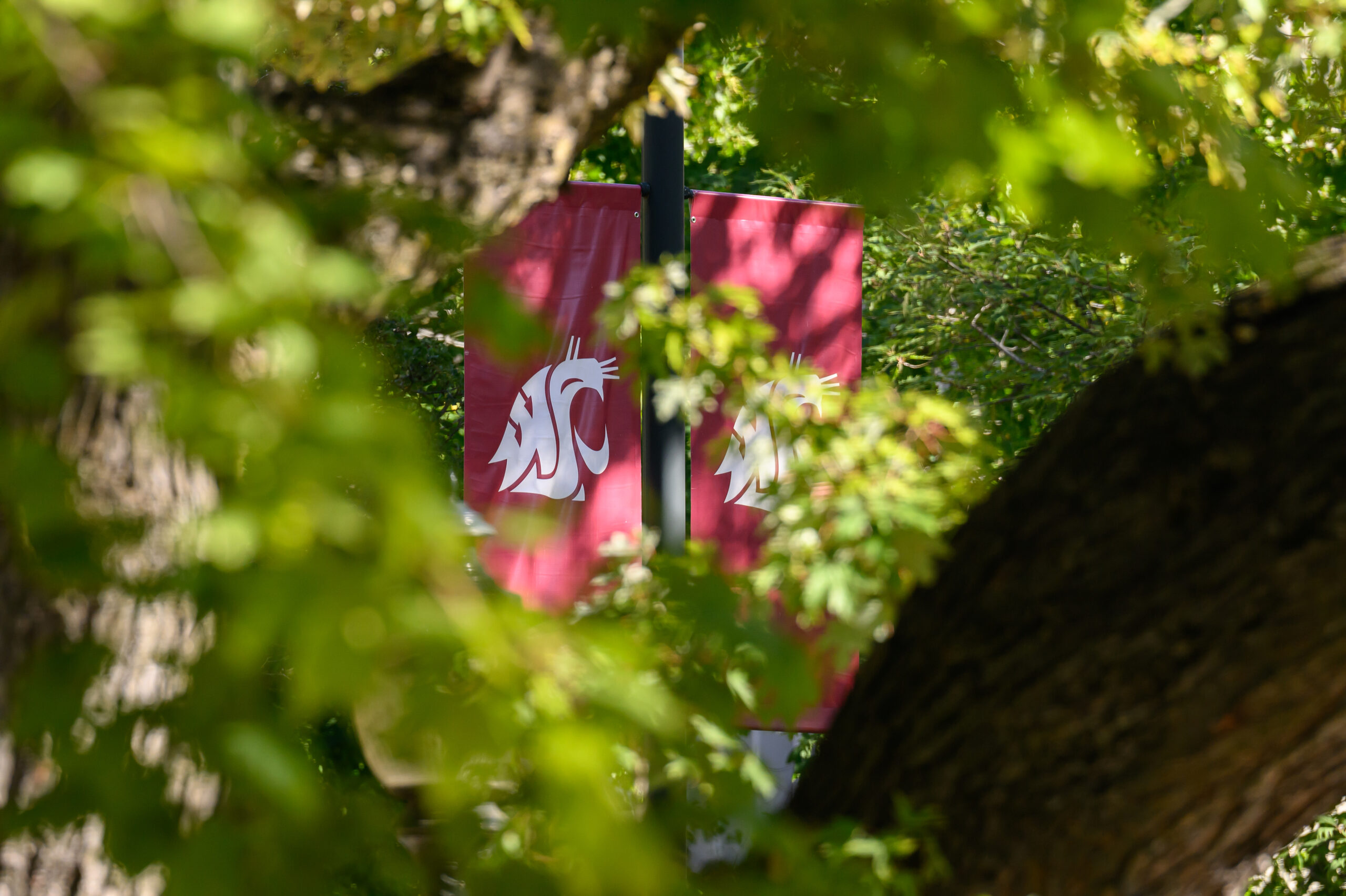 Washington State University Logo (W, S, U, letters create a cougar head) as seen on banners on the WSU Pullman campus.