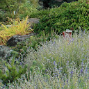 Plants displayed in a garden at the Yakima Area Arboretum.