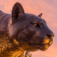 Bronze cougar statue.
