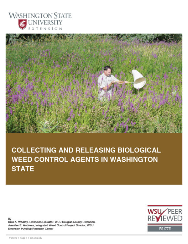 Collecting and Releasing Biological Weed Control Agents | WSU Extension ...