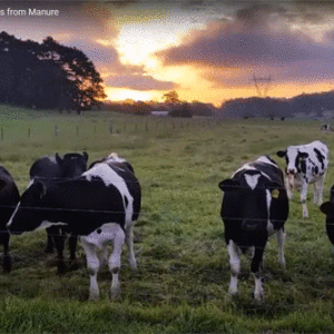 Recovering Nutrients from Manure - New Tools for Maintaining Air and Water Quality