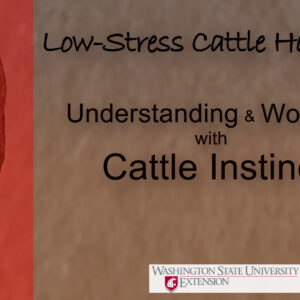 Low-Stress Cattle Handling: Understanding and Working with Cattle Instinct (video)