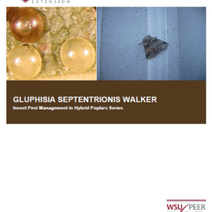 Gluphisia septentrionis Walker: Insect Pest Management in Hybrid Poplars series