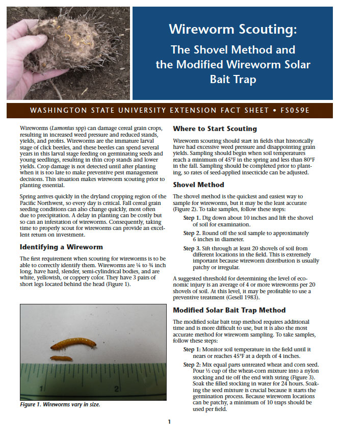 Wireworm Scouting: The Shovel Method and Modified Wireworm Solar Bait Trap