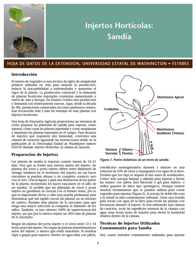 Injertos Hortícolas: Sandía (Vegetable Grafting: Watermelon)