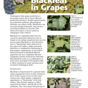 Blackleaf in Grapes