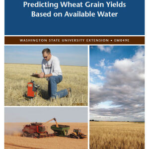 Predicting Wheat Grain Yield Based on Available Water