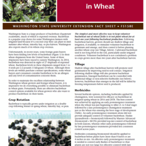 Buckwheat Control in Wheat