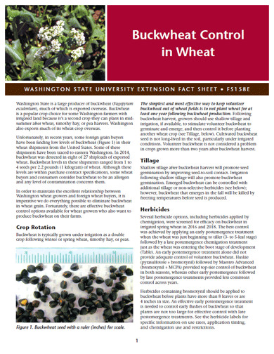 Buckwheat Control in Wheat