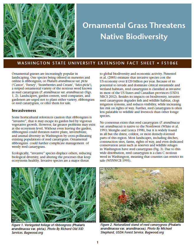 Ornamental Grass Threatens Native Biodiversity
