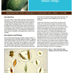 Onion Thrips