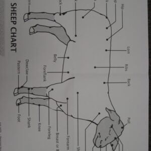 Sheep Wall Chart