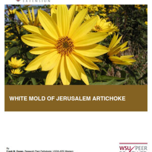 White Mold of Jerusalem Artichoke