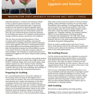 Vegetable Grafting: Eggplants and Tomatoes