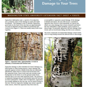 Recognizing Sapsucker Damage on Your Trees