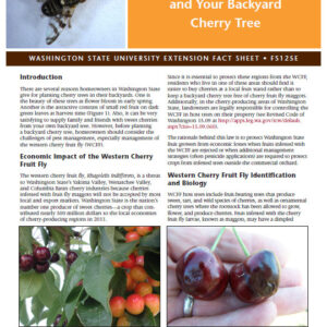 Western Cherry Fruit Fly and Your Backyard Cherry Tree