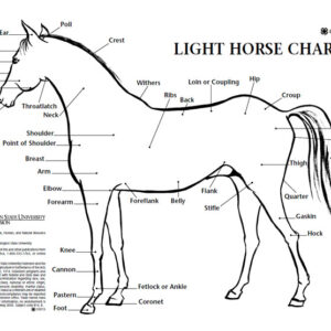 Light Horse Chart