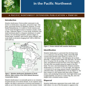 Meadow Deathcamas in the Pacific Northwest
