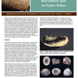 Bacterial Soft Rot and Lenticel Spot on Potato Tubers