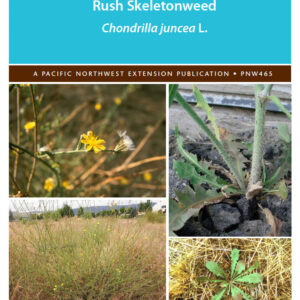 Rush Skeletonweed