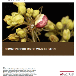 Common Spiders of Washington (Replaces EB1548)