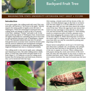 Codling Moth and Your Backyard Fruit Tree
