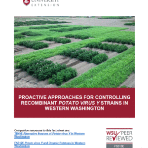 Proactive Approaches for Controlling Recombinant Strains of Potato virus Y in Western Washington