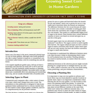 Growing Sweet Corn in Home Gardens (Home Garden Series)
