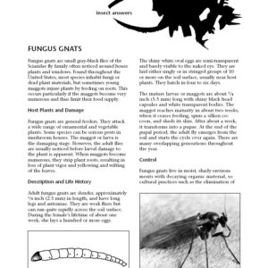 Fungus Gnats