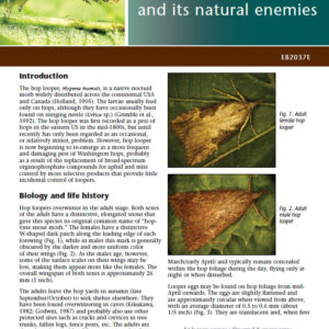 Biology of Hop Looper and its Natural Enemies